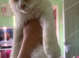 6 month old ragdoll