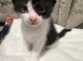 Last beautiful kitten 1 girl