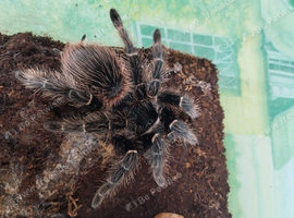 Brazilian salmon pink bird eater female for sale