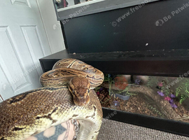 Royal python
