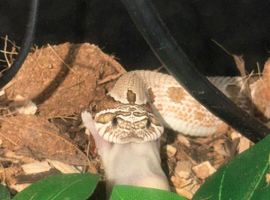 Male approx 1.5years
