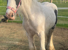 Cob colt