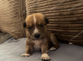 Adorable Mixed Breed Puppies &ndash; Well Raised, Health Checked, Ready Sept