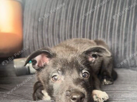Border collie x staffie x german sheppard