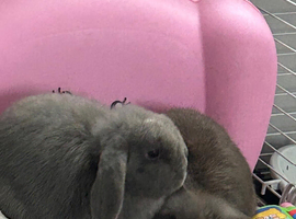 2 Female mini lops
