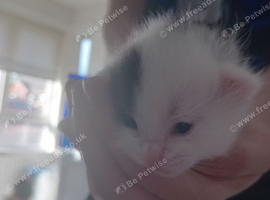 5 gorgeous kittens