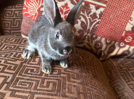8 week old Baby Rabbits for sale in Grimsby
