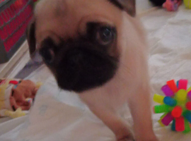 Puppy pug