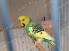 One female Budgie for sale
