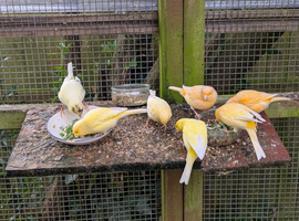 2026 unsexed Border Canaries