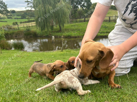 Dachshund dash puppies red dapple