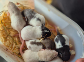 Beautiful baby rats