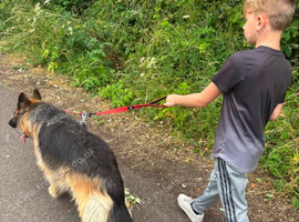 3 Year old female gsd