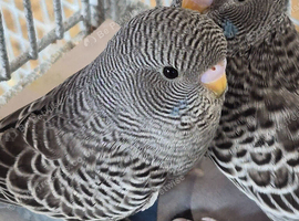 Black faced / winged budgie