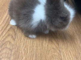 lionhead rabbit