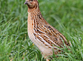 Quail (Males left)