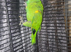 Baby Blue fronted Amazon