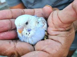 *Rare voilet indigo and purple Baby budgies ready soon