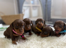 Beautiful Miniature Dachshund Pups