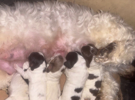 3 x cockapoo puppies available