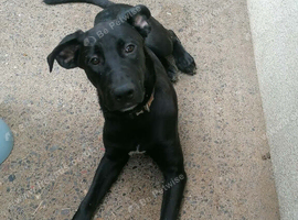 German shepherd X Cane Corso