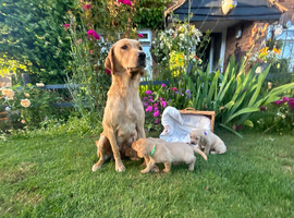 Two handsome Labrador boys