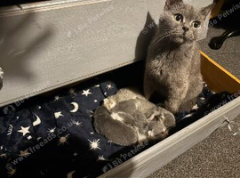 British shorthair cross