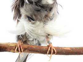 PARISIAN FRILLED HEN BIRD WANTED
