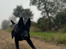 Lola &ndash; Belgian Malinois &ndash; Loving, Active Home Needed
