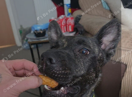 Doggy for sale