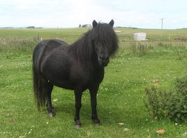 registered shetland pony
