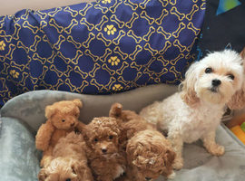 BEAUTIFUL F.1.B PUPPIES