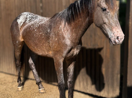 Appoloosa filly to make 15h