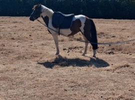 5yr old DHP backed and ready for a job