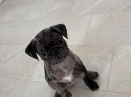 Last puppy 11 weeks old merle boy pug
