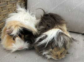 2 left now. very Handsome long haired baby guinea pigs.