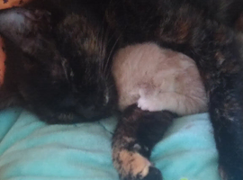 Kitty & Kitty!