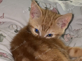 Female ginger kitten