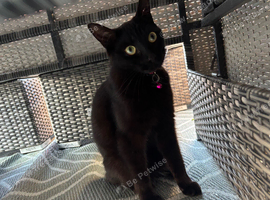 Beautiful Black 2 Year Old - Female