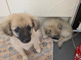 Ready to go! 2 beautiful Pomeranian cross. One boy and one girl available.