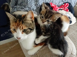 4 kittens available 2 male 2 female