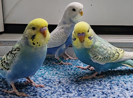 Budgies 8 weeks old