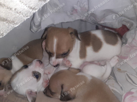 Absolutely tiny chihuahua babies for reserve