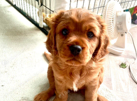 Ruby male cavalier King Charles spaniel
