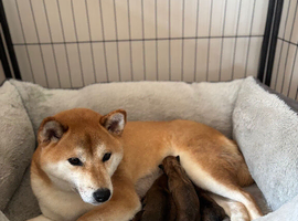Japanese Shiba Inu puppies