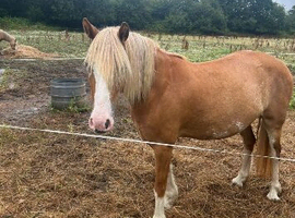 future kids pony!