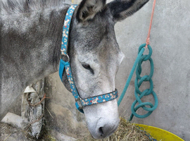 6 year old gelding donkey.