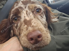 Female cocker spaniel
