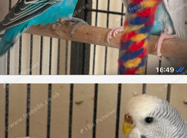 Four beautiful blue and white budgies!