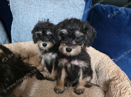 Miniature schoodles